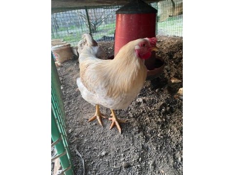 Sahibinden 8 aylık genç horozlar insanlara alışık