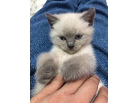 İki aylık iki adet dişi scottish fold yavrular