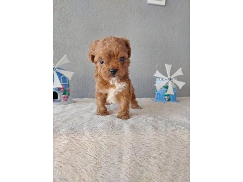 Kore toy poodle