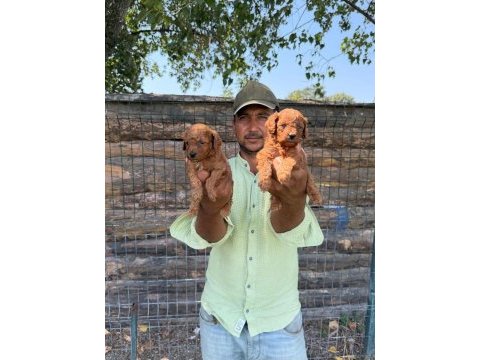 Toy poodle yavrularımız bir birinden güzel