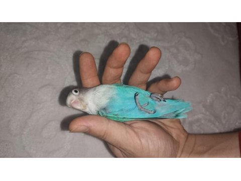 Erkek cennet papağanı 2 yaşında
