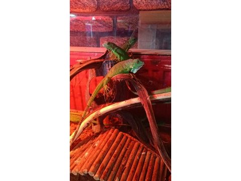 Yavru yeşil iguana