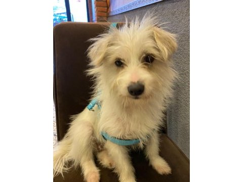 2 yaşında dişi kızımız maltese terrier