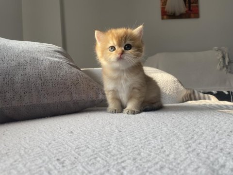 British shorthair golden
