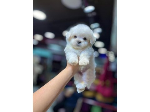 Pomeranian boo teacup