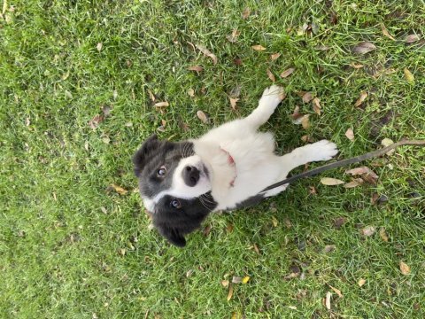 Eğitimli yavru border collie