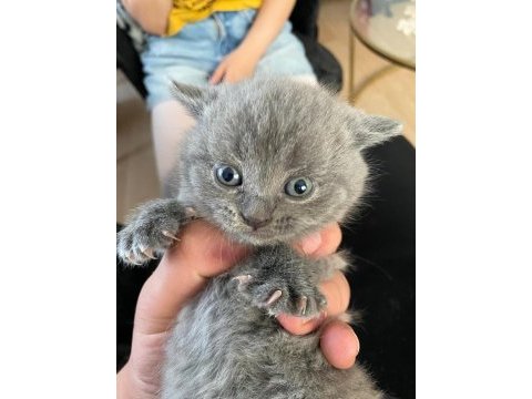 Scottish fold ve straight