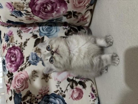 Beyaz safkan british shorthair oyuncu yavrular
