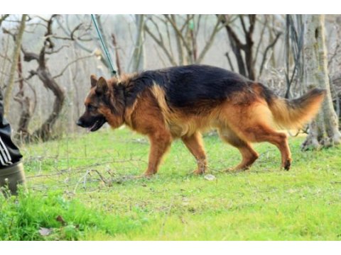 A şecereli alman kurdu yavruları