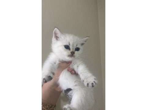 Dişi british shorthair yavru kedim