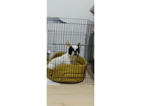 French bulldog 1.5 yaşında