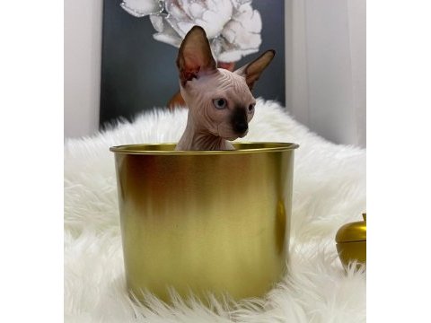 Sphynx sfenks tüysüz dişi erkek yavru