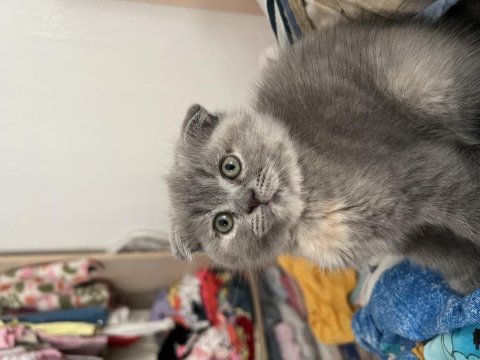 2 tane dişi yavru scottish fold