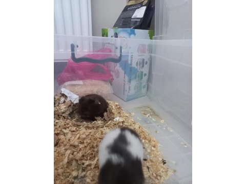 İstanbul içi hamster sahiplendirme