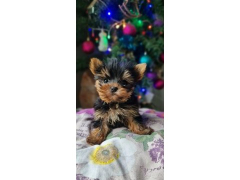 Şecereli teacup yorkshire terrier yavrular