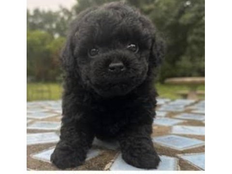 Solid black maltipoo yavrular