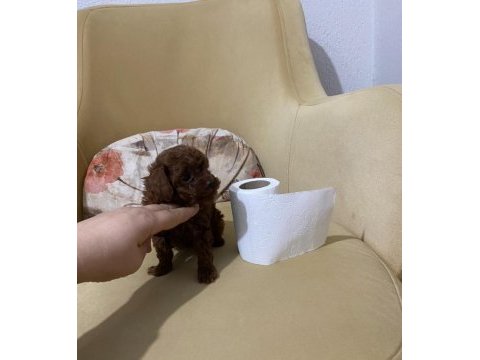 Toy poodle ev ortamından
