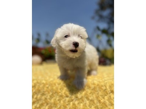 Harika güzellikte maltese terrier yavrular