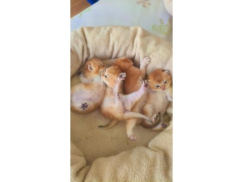 Golden safkan şecereli anne baba yavru kediler