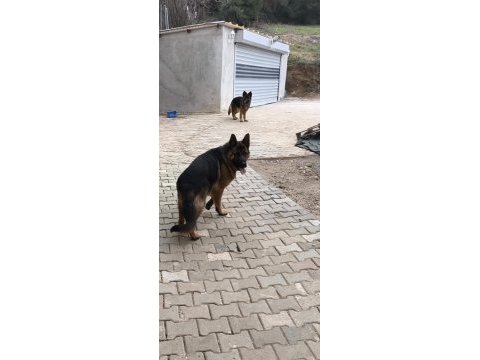 15 aylık şecereli erkek muhteşem anatomi alman kurdu