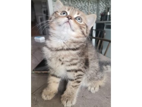 Black golden tabby yavrular british shorthair
