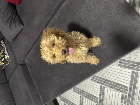 Yavru toy poodle