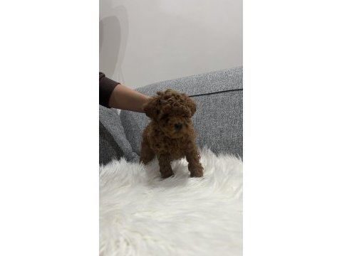 Orginal kore poodle