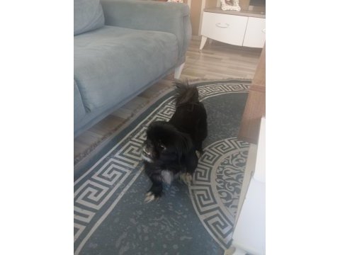 Sahiplendirme köpeğimize iyi bir yuva arıyoruz