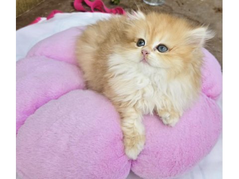 British longhair golden kızlar