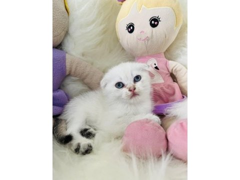 Sıfır kulak scottish fold dişi