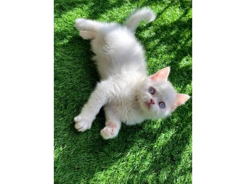 Pamuk gibi mavi gözlü yavru british shorthair