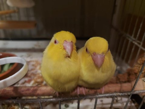 Yeni doğan forpus kardeşler yeme bu hafta düştüler