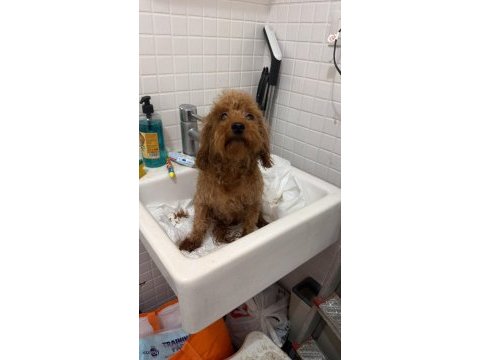 2 yaş dişi toy poodle