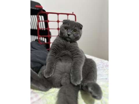 Scottish fold kedim