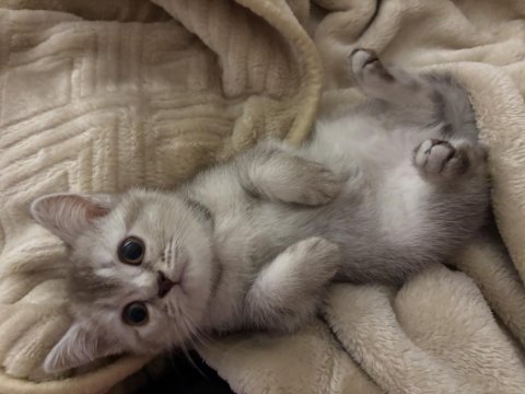 3 aylık british shorthair