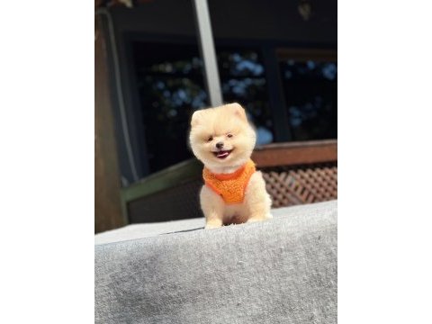 Sağlık ve ırk garantili pomeranian