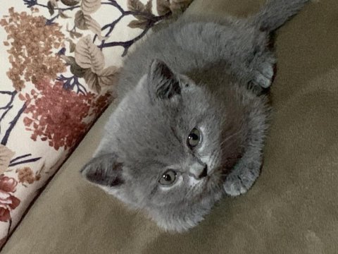 Safkan british shorthair