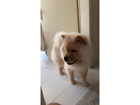 Chow chow (çin aslanı)