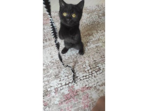 Yakışıklı oğlum erkek kedimiz
