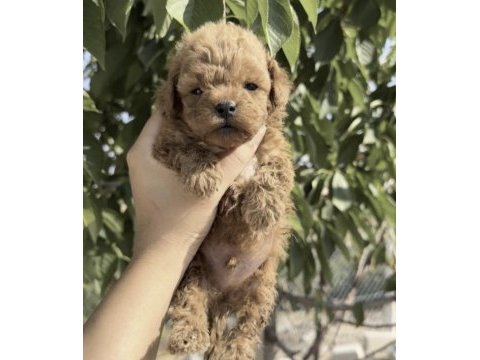 Toy poodle köpekler