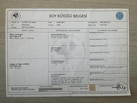 Kıf scr doberman yavruları