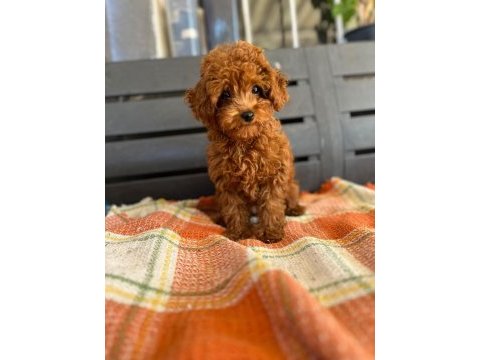 Toy poodle dişi