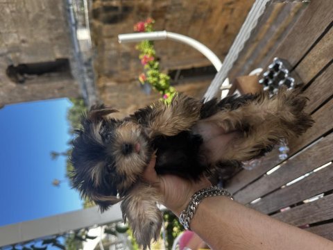 Orjinal güzeller güzeli dişi teacup yorkie