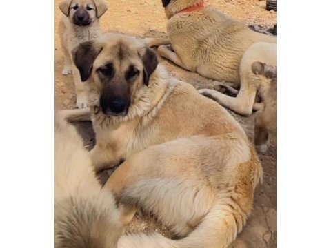 Köpeğimiz fazlalıktan dolayı