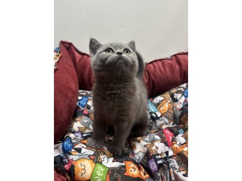 Gri british shorthair
