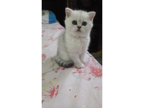 British longhair kedimiz için detay görüşülür