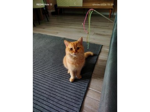 Ücretsiz acil sahiplendirme kedimiz