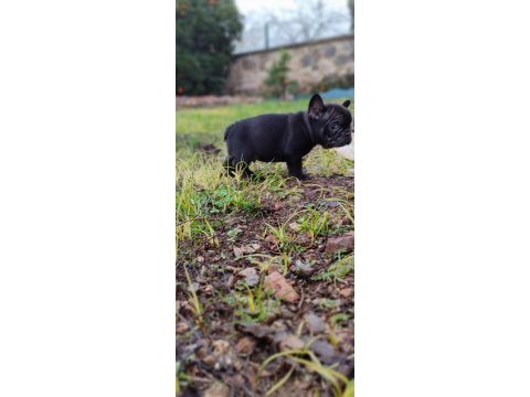 French bulldog (solid black)