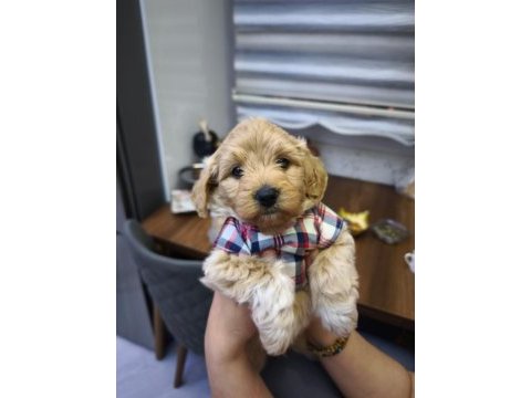 3 aylık erkek maltipoo