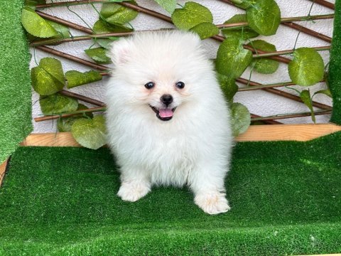 Pomeranian boo bebekleri